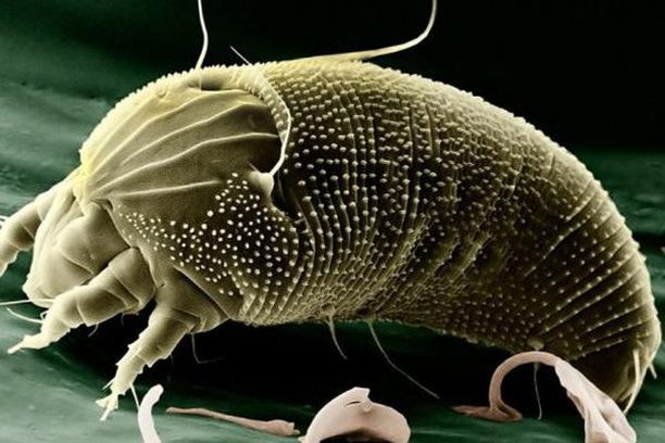 Image for Micromascotas