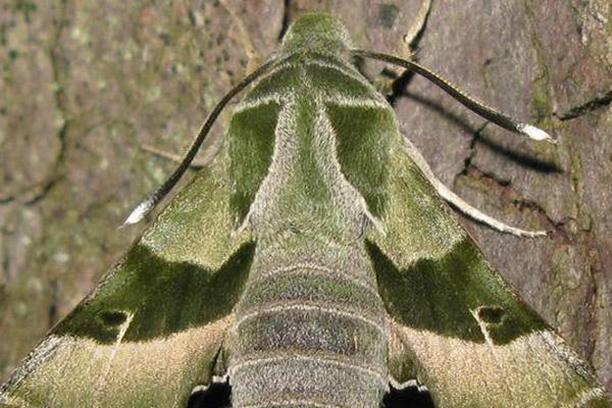 Image for Moths Conservation Program of Vitoria-Gasteiz