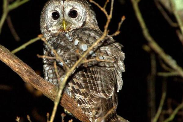Image for Night Predatory Birds Conservation Program of Vitoria-Gasteiz