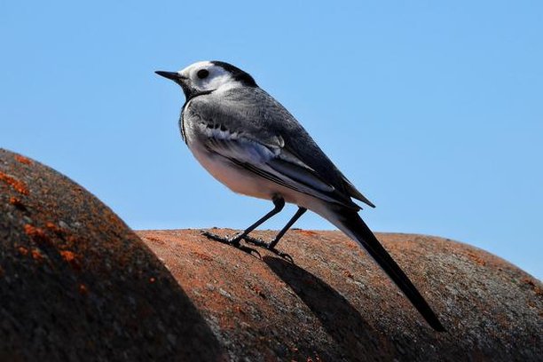 Image for Urban Birds Conservation Program of Vitoria-Gasteiz