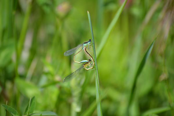 Image for Dragonfly Conservation Program of Vitoria-Gasteiz