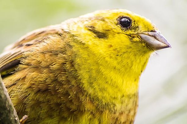 Image for Yellowhammer Dialects