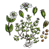 Project icon