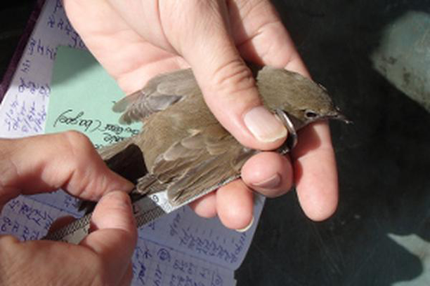 Image for BeBirds: Belgian Ringing Scheme