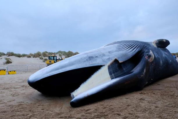 Image for Marine mammals in Belgium