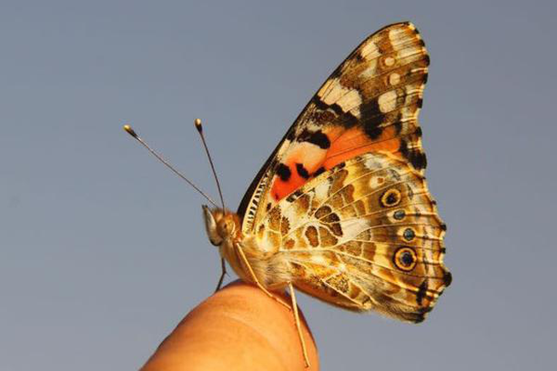 Image for Butterfly Migration