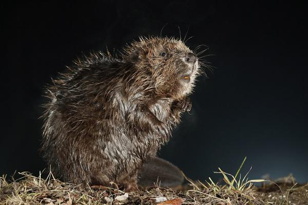 Image for BeaverMap