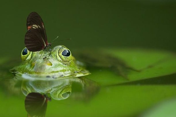 Image for Report the species