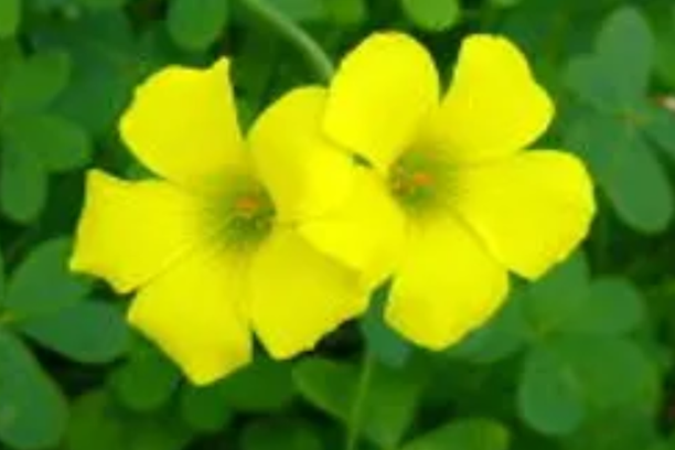 Image for The mystery of the Oxalis pes-caprae