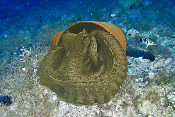 Image for Octopus Intelligence