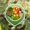 Project icon