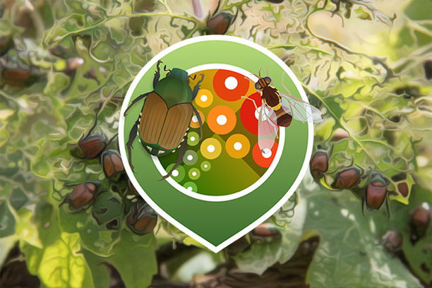 Image for IPM Popillia