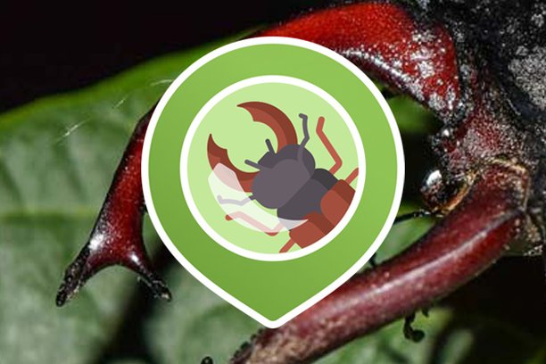 Image for BOB - Behavioural Observations in Beetles