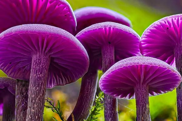 Image for FunDive: Monitoring and mapping fungal diversity for nature conservation