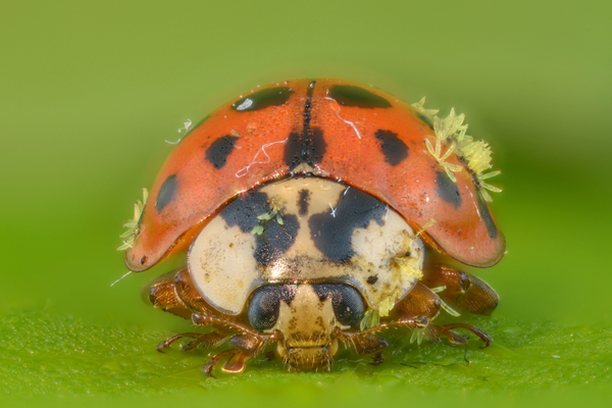 Image for Beetlehangers