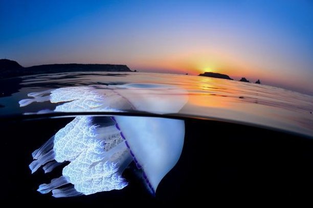 Image for Medusa a la vista